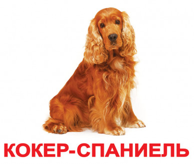 Карточки большие русские с фактами, ламинированые &quot;Породы собак&quot; 20 карт., в кул. 16,5*19,5см