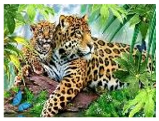 Картина по номерам &quot;Леопарды-С любимой мамочкой&quot; 40*50см,крас.-акрил,кисть-3шт.(1*30) Фото