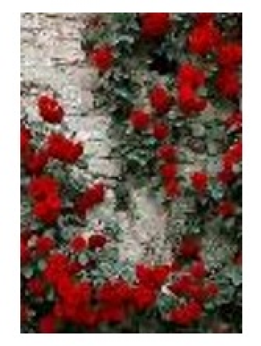 Картина по номерам &quot;Розы на стене&quot; 40*50см,крас.-акрил,кисть-3шт.(1*30) Фото