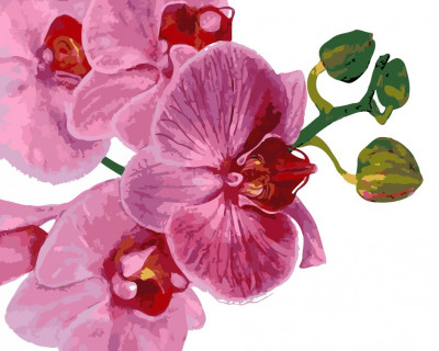 Роспись по номерам &quot;Розовые орхидеи&quot; в кор. 40*50 см, ТМ ArtStory