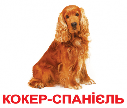 Карточки большие украинские с фактами &quot;Породи собак&quot; 20 карт.,лам. в кул. 16,5*19,5см, ТМ Вундеркинд Фото