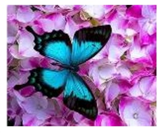 Картина по номерам &quot;Бабочка в цветах&quot; 40*50см,крас.-акрил,кисть-3шт.(1*30) Фото