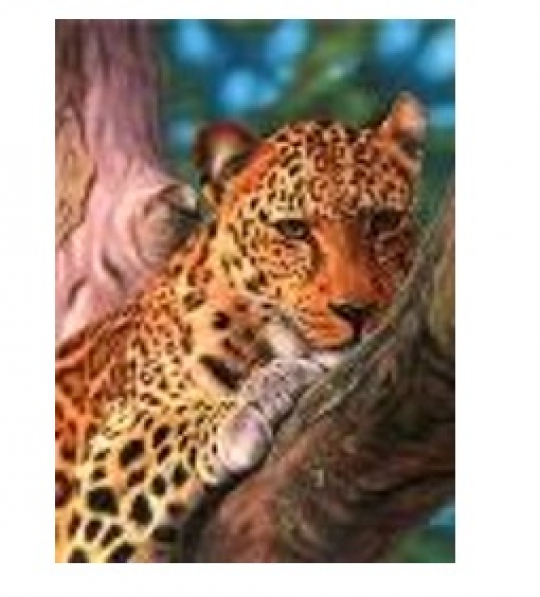 Картина по номерам &quot;Леопард&quot; 40*50см,крас.-акрил,кисть-3шт.(1*30) Фото