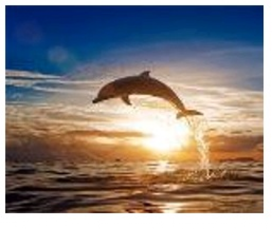Картина по номерам &quot;Дельфин&quot; 40*50см,крас.-акрил,кисть-3шт.(1*30) Фото