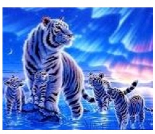 Картина по номерам &quot;Тигры-Северное сияние&quot; 40*50см,крас.-акрил,кисть-3шт.(1*30) Фото
